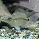 (熱帯魚 生体)パロットファイヤーシクリッド　（約3cm）（1匹）【水槽/熱帯魚/観賞魚/飼育】【生 ...