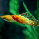 (熱帯魚 生体)ゴールデンセルフィンモーリー (約5cm)(1ペア)