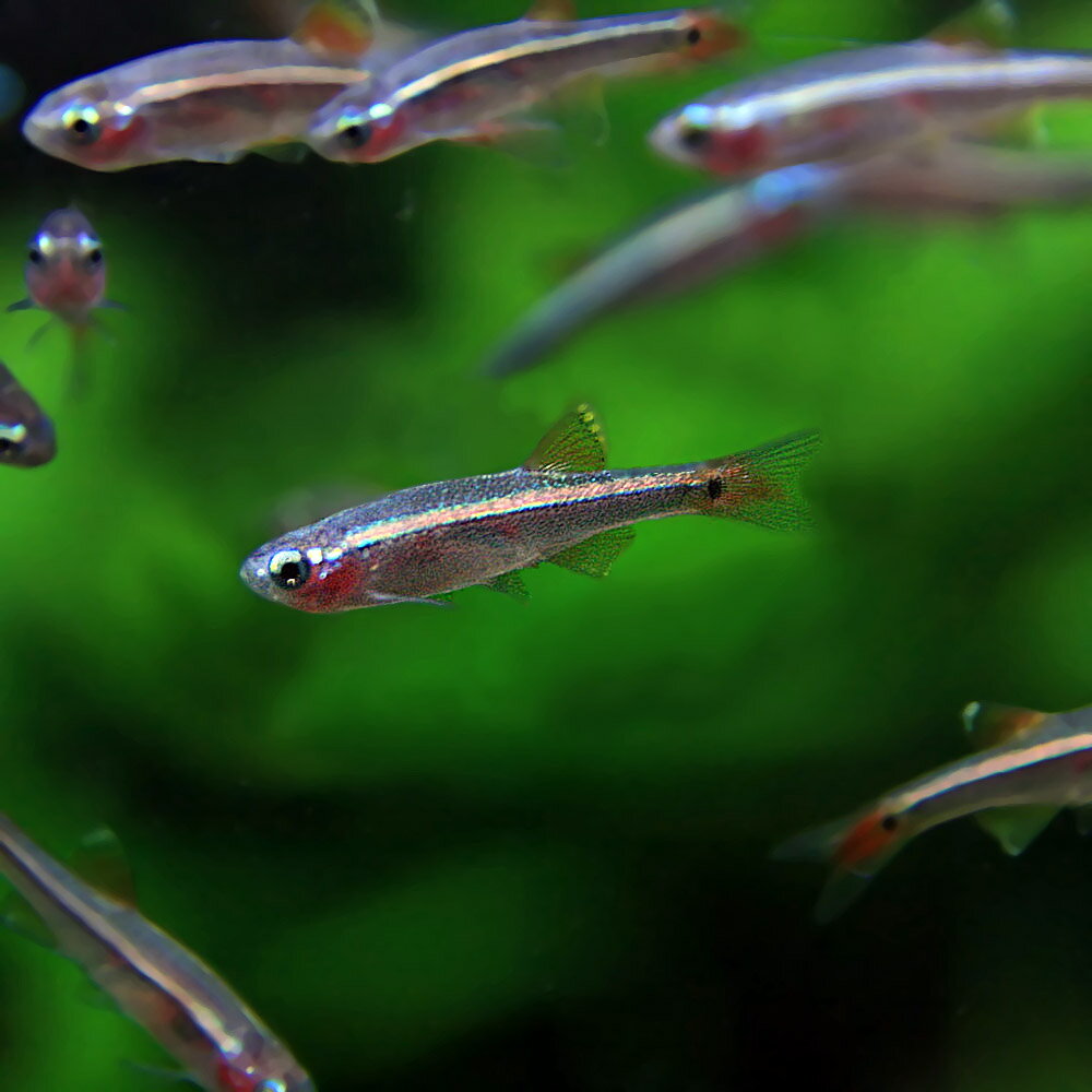 楽天市場 熱帯魚 生体 アカヒレ Sサイズ 約1cm 300匹 水槽 熱帯魚 観賞魚 飼育 生体 通販 販売 アクアリウム あくありうむ ネオス 楽天市場店 みんなのレビュー 口コミ