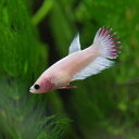 (ネオスセール)(熱帯魚 生体)ベタ クラウンテール 色おまかせ メス ♀ （約2-3cm）（1匹）