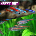 (熱帯魚セット) 【ハッピーセット】ネオンテトラ（約2cm)(10匹) ＋ グローライトテトラ（約2cm)(8匹)