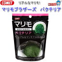 コメット マリモブラザーズ バクテリアマリモ 【水槽/熱帯魚/観賞魚/飼育】【生体】【通販/販売】【アクアリウム/あくありうむ】【小型】