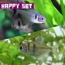 (熱帯魚セット)【ハッピーセット】ブラックファントムテトラ (約2cm)(5匹) + ブラックテトラ (約2−2.5cm)(5匹)