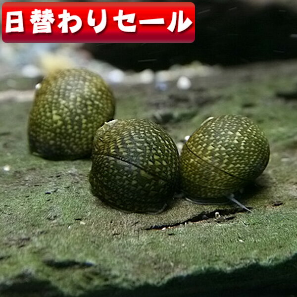 (貝)( 日替わり限定)石巻貝　（5匹）