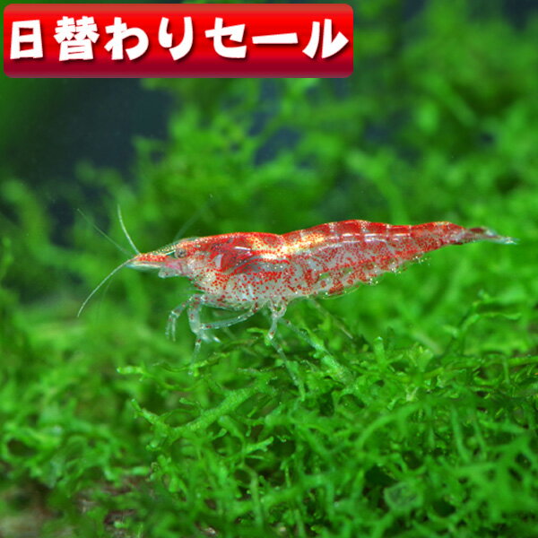 (熱帯魚 生体)( 日替わり限定)レッドチェリーシュリンプ　（約1.5cm）（6匹）