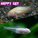 (熱帯魚セット) 【ハッピーセット】白コリドラス　（約2．5－3cm)(3匹) ＋ アルビノ　グロー ...