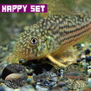 (熱帯魚 生体)コリドラス ステルバイ（約2-3cm) (1匹) ＋ コリドラスミックス(赤・白・パレアタス ) (約3cm)(3匹)