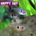 (熱帯魚セット)【ハッピーセット】ブラックファントムテトラ　（約1-1.5cm)(3匹) ＋ レッド ...