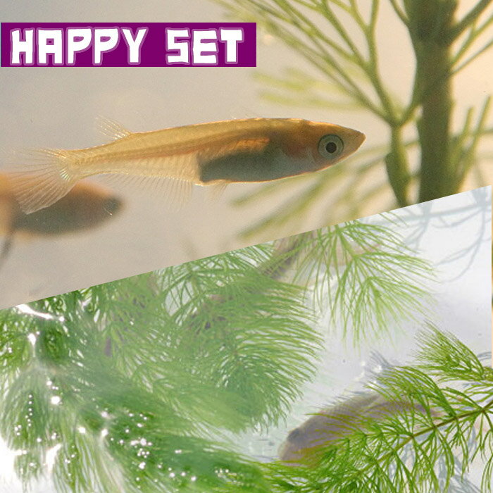 （めだか）【ハッピーセット】ヒメダカ　（約2cm)(10匹) ＋ マツモ(3本)