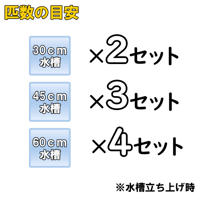 ネオス 楽天市場店の（めだか）【ハッピーセット】ヒメダカ　（約2cm)(10匹) ＋ マツモ(3本)｜アングル2