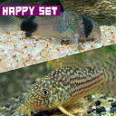 (熱帯魚セット)【ハッピーセット】コリドラス パンダ (約2.5cm)(2匹) + コリドラス ステルバイ (約2.5-3cm)(1匹)