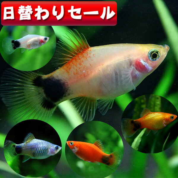 (熱帯魚 生体)( 日替わり限定)ミックスミッキーマウスプラティ　（約3cm）（5匹）