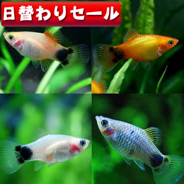 (Ǯ�ӵ� ����)( ���ؤ�����)�ߥå����ߥå����ޥ����ץ�ƥ�������3cm�ˡ�5ɤ�ˡڿ���/Ǯ�ӵ�/�Ѿ޵�/����ۡ�����/����ۡڥ������ꥦ��/�������ꤦ��ۡھ�����