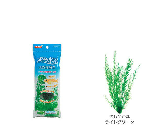 メダカの産卵にぴったり！ 天然水草だからやわらかふわふわ。 ■特長■ 天然シダを染色して乾燥させた、魚に優しい天然水草。 柔らかい素材のため、メダカが卵を産み付けるのに最適です。 おもり付なのですぐに使用できます。 色さわやかなライトグリーンです。 ■使用方法■ ご使用前に、軽く水洗いしてください。 ■サイズ（パッケージ）■ W85×D17×H215mm [accessories]