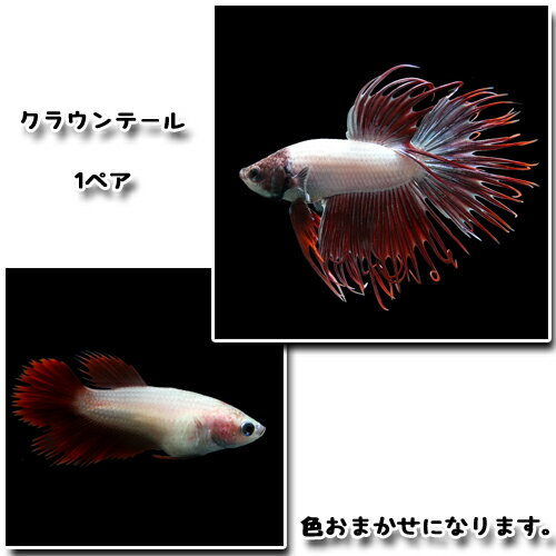(熱帯魚生体)ベタクラウンテール(1ペア) 水槽/熱帯魚/観賞魚/飼育 生体 通販/販売 アクアリウム/あくありうむ