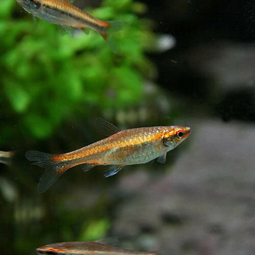 (熱帯魚 生体)レッドゴールデンペンシル　（約2.5cm）（5匹）【水槽/熱帯魚/観賞魚/飼育】【生体】【通..