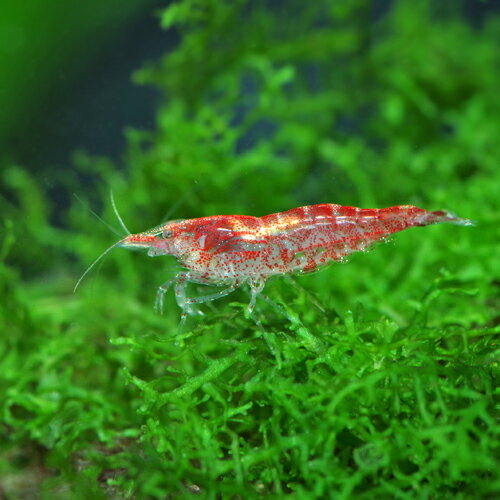 (エビ)レッドチェリーシュリンプ （約1.5cm）（50匹）【水槽/熱帯魚/観賞魚/飼育】【生体】【通販/販売】【アクアリウム/あくありうむ】【小型】