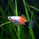 (熱帯魚 生体)レッドバック ミッキーマウスプラティ　（約3cm）（3匹）