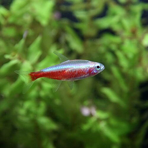 (ネオスセール)(熱帯魚)アルビノカージナルテトラ　（約2cm）（10匹） 2