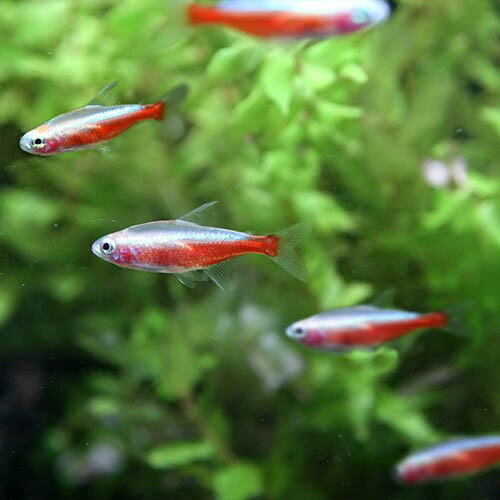 (ネオスセール)(熱帯魚)アルビノカージナルテトラ　（約2cm）（10匹） 3