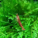 (エビ)レッドチェリーシュリンプ （約1.5cm）（100匹）【水槽/熱帯魚/観賞魚/飼育】【生体】【通販/販売】【アクアリウム/あくありうむ】【小型】