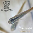 (めだか)クロメダカ (約2-3cm)(30匹)【水槽/熱帯魚/観賞魚/飼育】【生体】【通販/販売】【アクアリウム/あくありうむ】【小型】