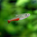 (熱帯魚 生体)グリーンファイヤーテトラ　（約3cm）（10匹）