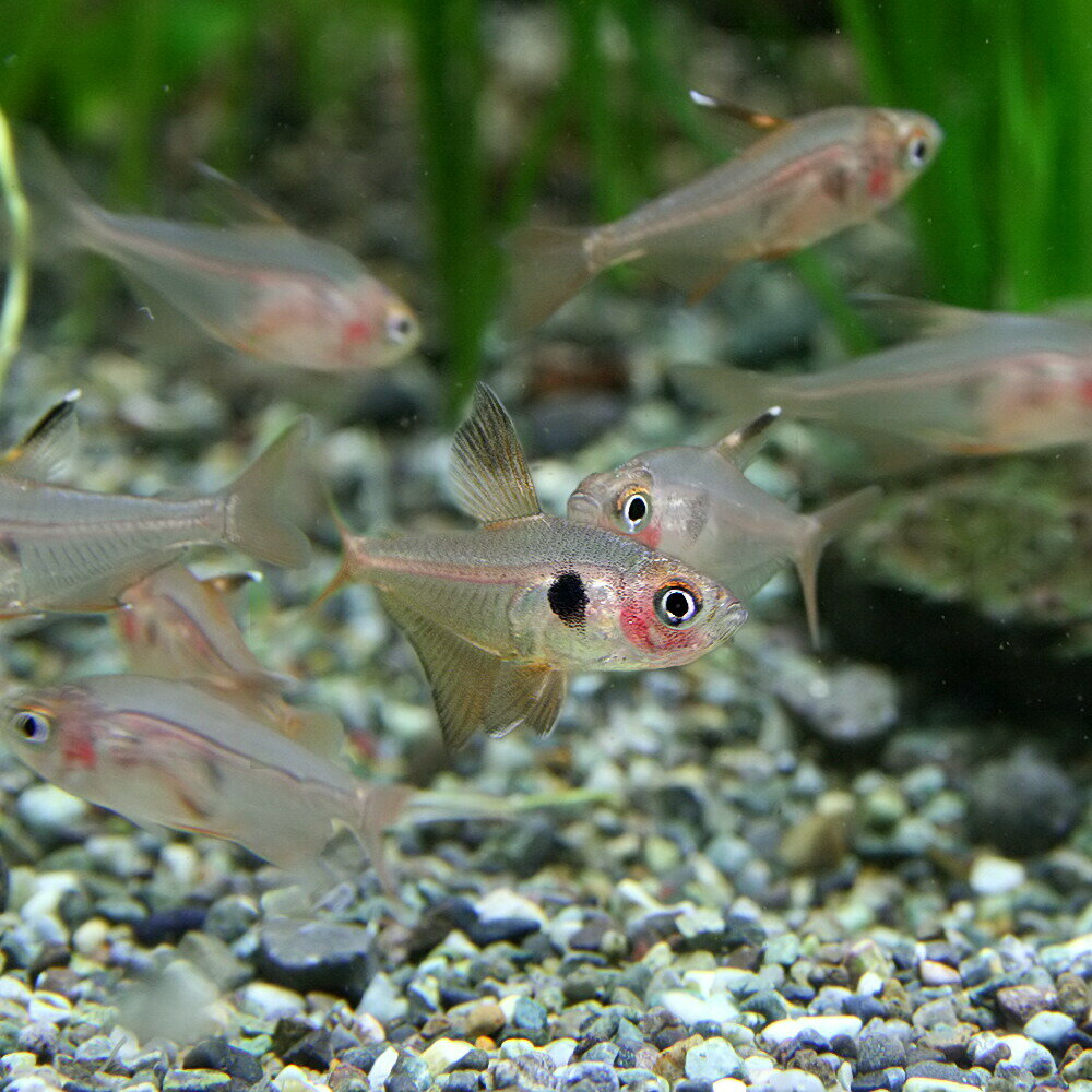 (熱帯魚)レッドファントムテトラ【ブリード】 ...の紹介画像2