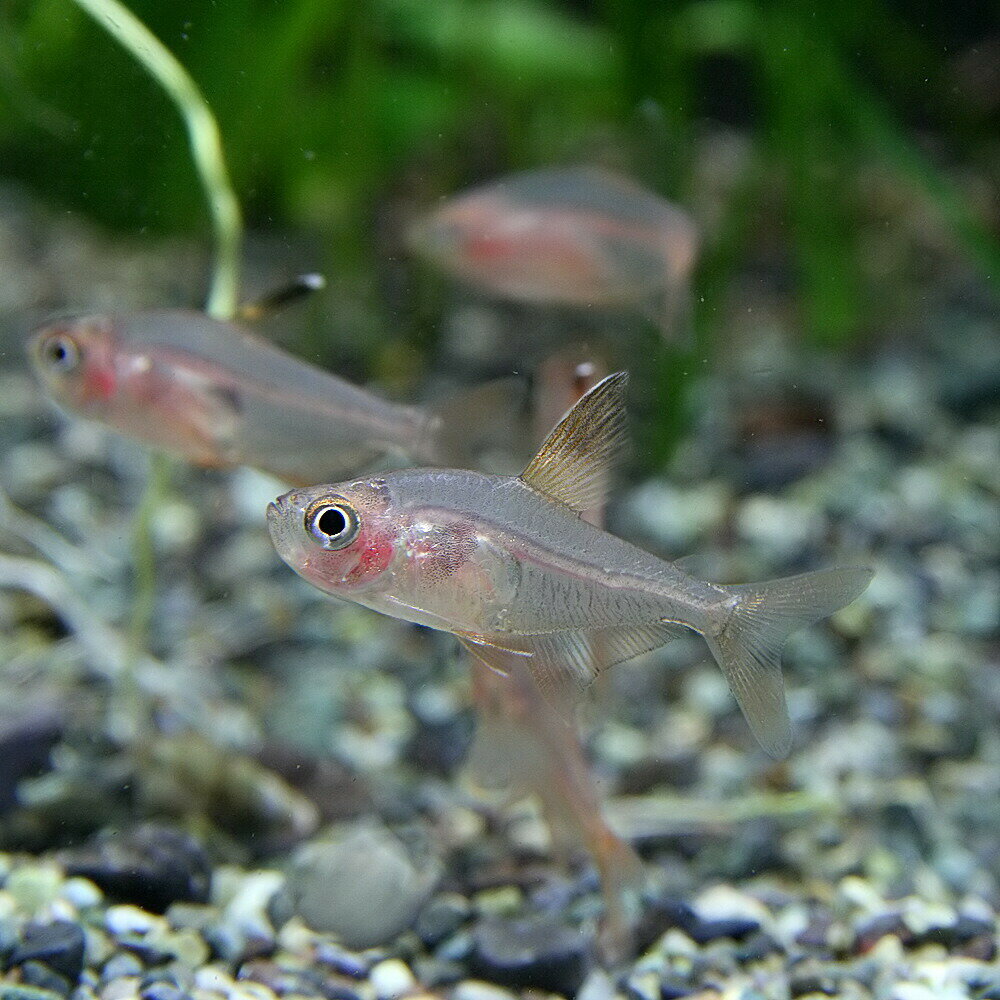 (熱帯魚)レッドファントムテトラ【ブリード】 ...の紹介画像3