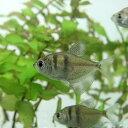 (熱帯魚 生体)ブラックテトラ (約2cm)(10匹)(4)
