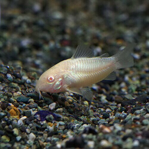 (熱帯魚)白コリ　コリドラス　アルビノアエネウス　（約3cm）（5匹）