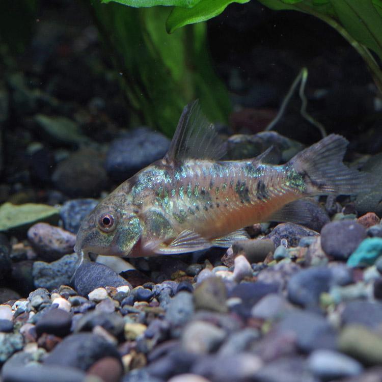 【 学名 】 Corydoras paleatus 【 最大 全長 】 ♂ 約 6 cm 　 ♀ 7 cm 【 適正 水温 】 22 ～ 26 ℃ 【 水質 】 弱酸性 ～ 中性 【 分布 】 アルゼンチン ・ ブエノスアイレス 近辺 域 【 混 泳 】 非常に 温和 で たいてい の 種類 と 混 泳 可能 です 【 当店 の 与え て いる 餌 】 顆粒 状 飼料 【 その他 オススメ な 餌 】 冷凍 赤虫 、 コリ ドラス 用 タブレット 【 推奨 水槽 サイズ 】 30 cm ～ 【 特徴 】 非常に ポピュラー な コリ ドラス の 一種 で 、 東南 アジア で 養殖 さ れ た 個体 が 大量 に 入荷 し て き て い ます 。 やや 大型 に なり オス 個体 は 胸 ビレ が 伸長 し ます 。 飼育 は 容易 で 、 状態 が 良い と メタリック グリーン に 輝き ます 。 アエネウス に 比べる と やや 低温 を 好み 、 やや 痩せ やすい 面 が あり ます が 、 コリ ドラス 入門 種 と し て は 最適 な 種類 です 。 改良 品種 に ロング フィン タイプ や アルビノ タイプ も 出回っ て い ます 。 【 繁殖 難易度 】 ★★☆☆☆ 【 入荷 頻度 】 毎週 定期 【 関連 キーワード 】 青 コリ 　 花 コリ 　 パレ コリ▼(熱帯魚)[fish]