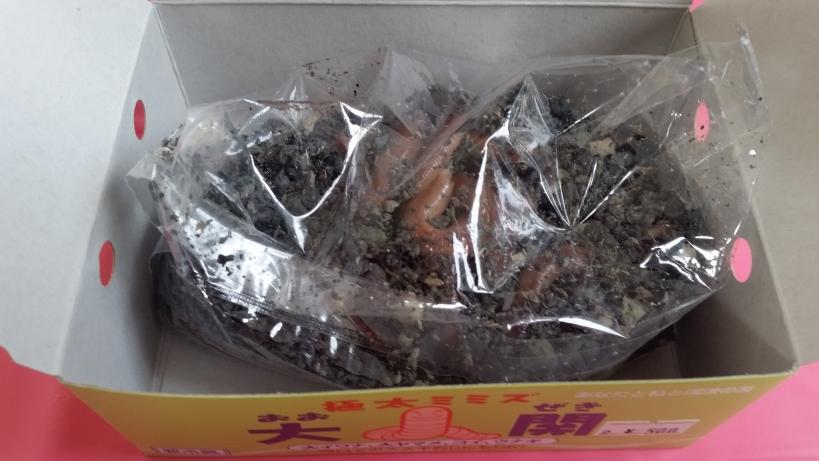 【楽天市場】【渓流釣りの定番】ミミズ 大関 10個セット 釣り餌 イワナ 山女魚：八戸フィッシング - Imgrc0063422522