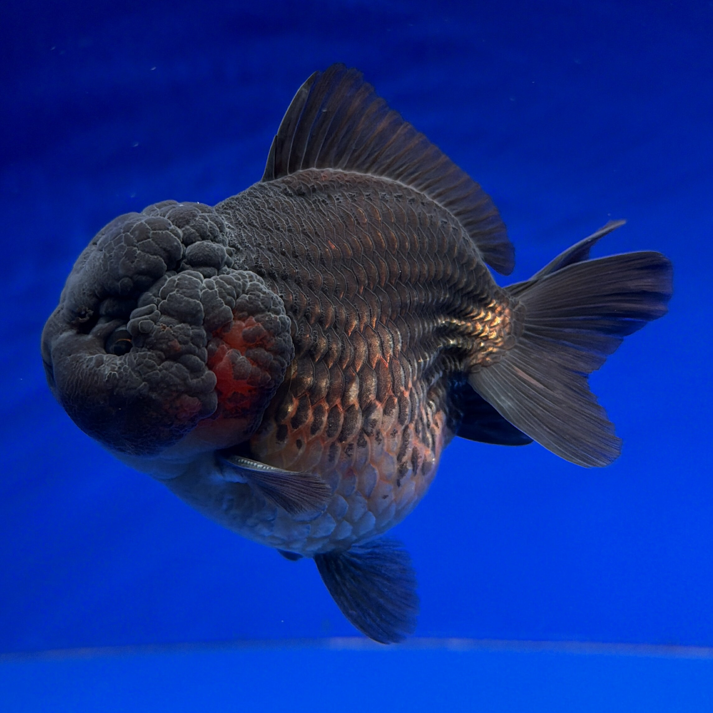 Rakuten - 【フィッシュマスターオカ】【動画あり】紅ゴジラヤンボウ　15CM位　★極上個体★ビッグヘッド★ショートハイボディ★体格◎ 金魚　生体