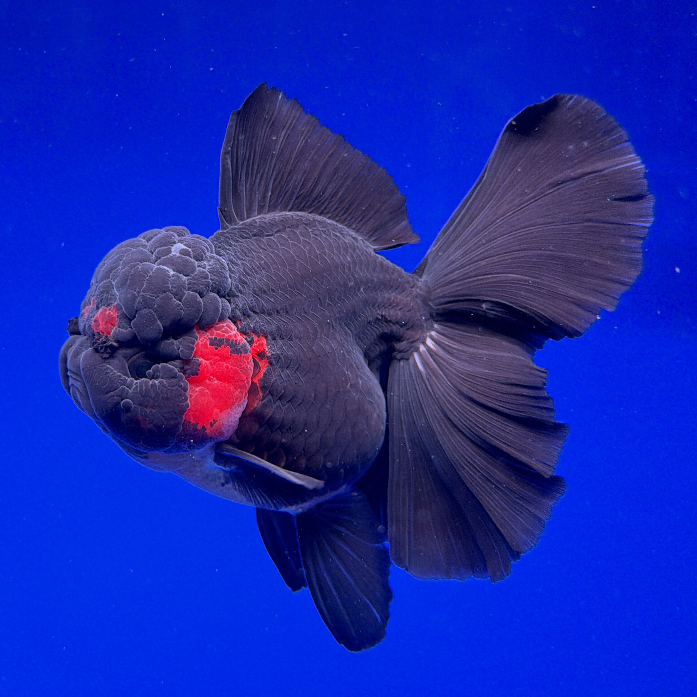 Rakuten - 【フィッシュマスターオカ】【動画あり】紅ゴジラローズテールオランダ　18CM位　★極上極美★ビッグヘッド★ショートボディ★迫力ボディ★体格◎ 金魚　生体