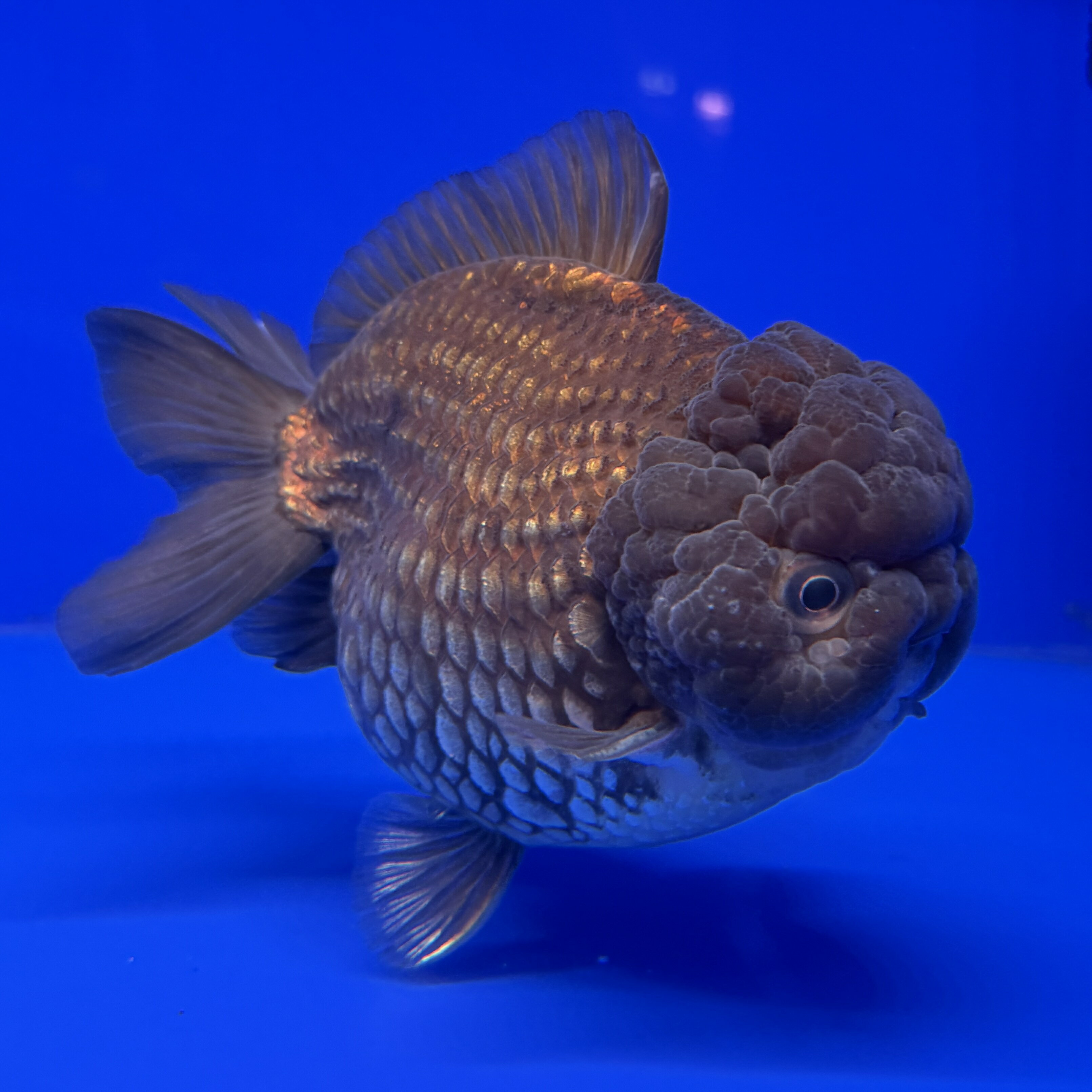 Rakuten - 【フィッシュマスターオカ】【動画あり】金粉ゴジラヤンボウ　19CM位　★極上個体★ビッグヘッド★ハイボディ★体格◎