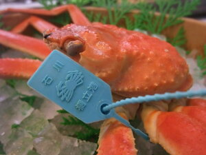 【加能ガニ】石川県でとれたブランド蟹！美味しい加能ガニのおすすめは？