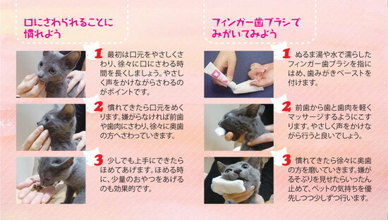 トーラス 初めての歯みがきセット デンタルケアガイド付き カツオブシ風味（猫用）