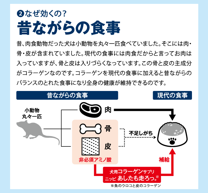 犬用サプリメント ニッピ あしたも走ろっ。(牛由来) 160g　足腰想いのコラーゲン 健康補助食品 骨 腰 関節 ペットサプリ 犬 散歩 粉末 足 歩き パウダー 5kgの犬約4ヶ月分【定量容器プレゼント】 five-1-10036708 ペットガーデン紀三井寺 サンプル画像3