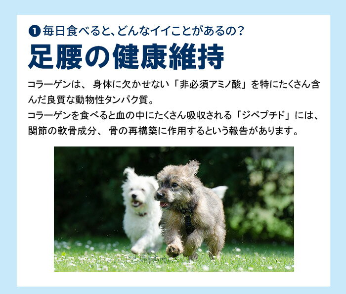 犬用サプリメント ニッピ あしたも走ろっ。(牛由来) 160g　足腰想いのコラーゲン 健康補助食品 骨 腰 関節 ペットサプリ 犬 散歩 粉末 足 歩き パウダー 5kgの犬約4ヶ月分【定量容器プレゼント】 five-1-10036708 ペットガーデン紀三井寺 サンプル画像2