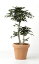 無光触媒加工 人工植物 サザンカ 1.0m