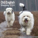 海外輸入版 2024 犬 ドッグ カレンダー 壁掛け オールドイングリッシュシープドッグ 英国輸入版 犬種別 大判 暦 イギリス ペット フルカラー 写真 キンペックス ワールドオブディスカバリー社