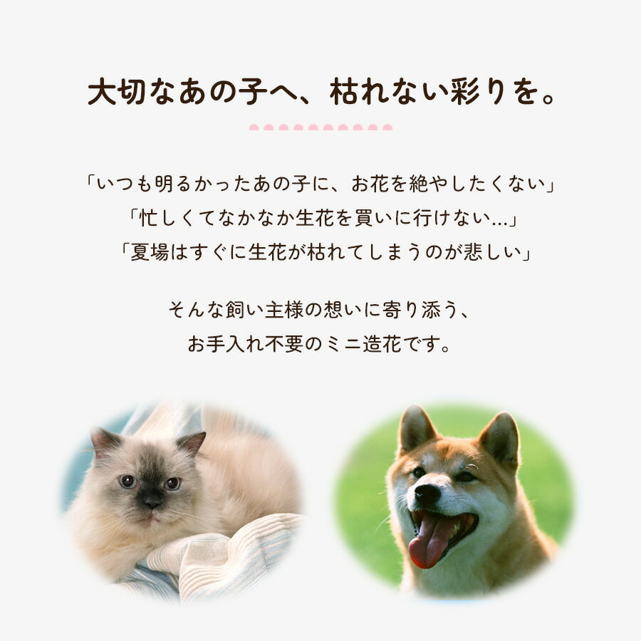 �ڥå� ���� ¤�� �ߥ� �����٥�ߥå��� 1�� �ڥåȶ��� ʩ�� ������ �� �����ƥ��ե������ե� �ߥ˥ե� ���ꥢ�� �긵���� �� ǭ ������ ���ζ� �Ϥ�ʤ��� ̿�� ���� ���� �ִ������ �ڥ᡼���ز� 1�̤ˤĤ�5�Ĥޤǡ�