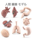 8個 人間 臓器 モデル 人間 教育 援助 臓器 教育 モデル 肝臓 モデル 教室 教育 ツール リアル 父の日