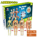 人体模型おもちゃ 取り外し お得セット 教具 人体解剖学モデル 取り外し可能 胴体解剖学モデル 医学生学習ツール 教育科学キット 人体のしくみ 理科 保健体育 生物 知育玩具 人体パズル 幼稚園小学校中学校 父の日