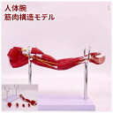 【楽天スーパーSALE10%OFF】人体腕筋肉構造モデル 筋肉解剖模型 上肢の筋肉分解 血管神経 展示スタンド付き 取り外し可能 組み立て デラックスモデル 人体模型 教学用モデル 医学教育用 院内模型 施術説明用 PVC製(4)