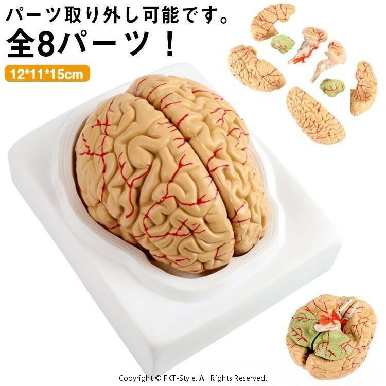 頭蓋骨 学習 高性能 勉強 医学 全8パーツ取り外し可能 立体 脳 脳モデル 断面 脳みそ 模型 大脳 学習 ..