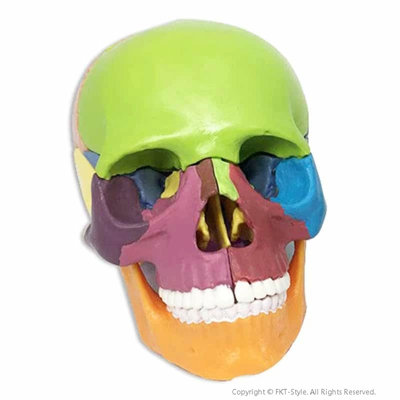 頭蓋骨スカル標本 人体模型 パズル ばらばら 15パーツ 実物の1/2サイズ