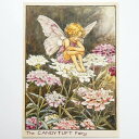 フラワーフェアリーズ ポストカード The Candytuft Fairy フラワーフェアリーズ ポストカード 花の妖精たち 絵葉書 キャンディタフトの妖精