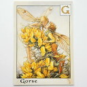 フラワーフェアリーズ ポストカード The Gorse Fiaries フラワーフェアリーズ ポストカード 花の妖精たち 絵葉書 ハリエニシダの妖精